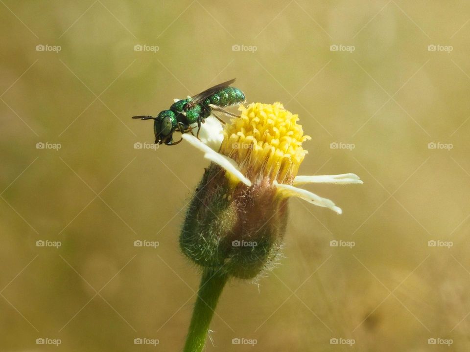 Augochlora (sweat bee)