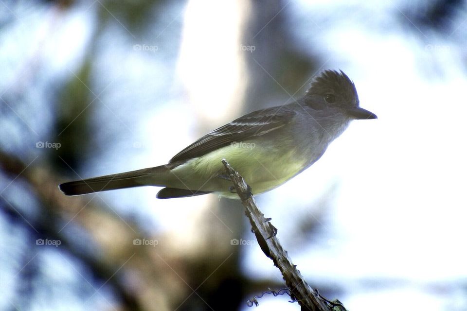Gnatcatcher