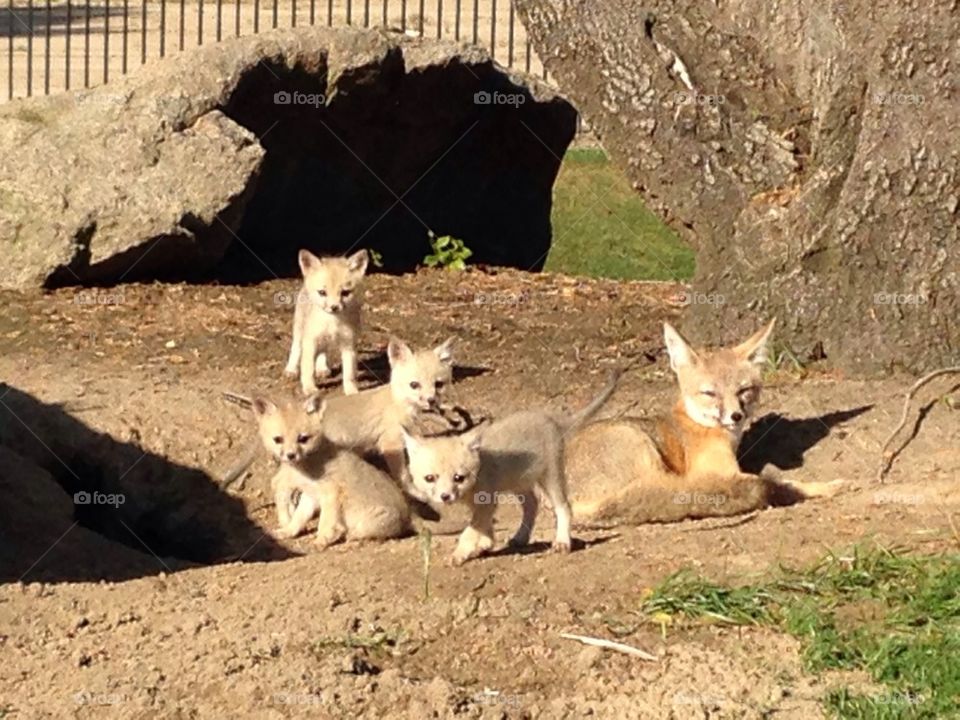 Kit fox and babies