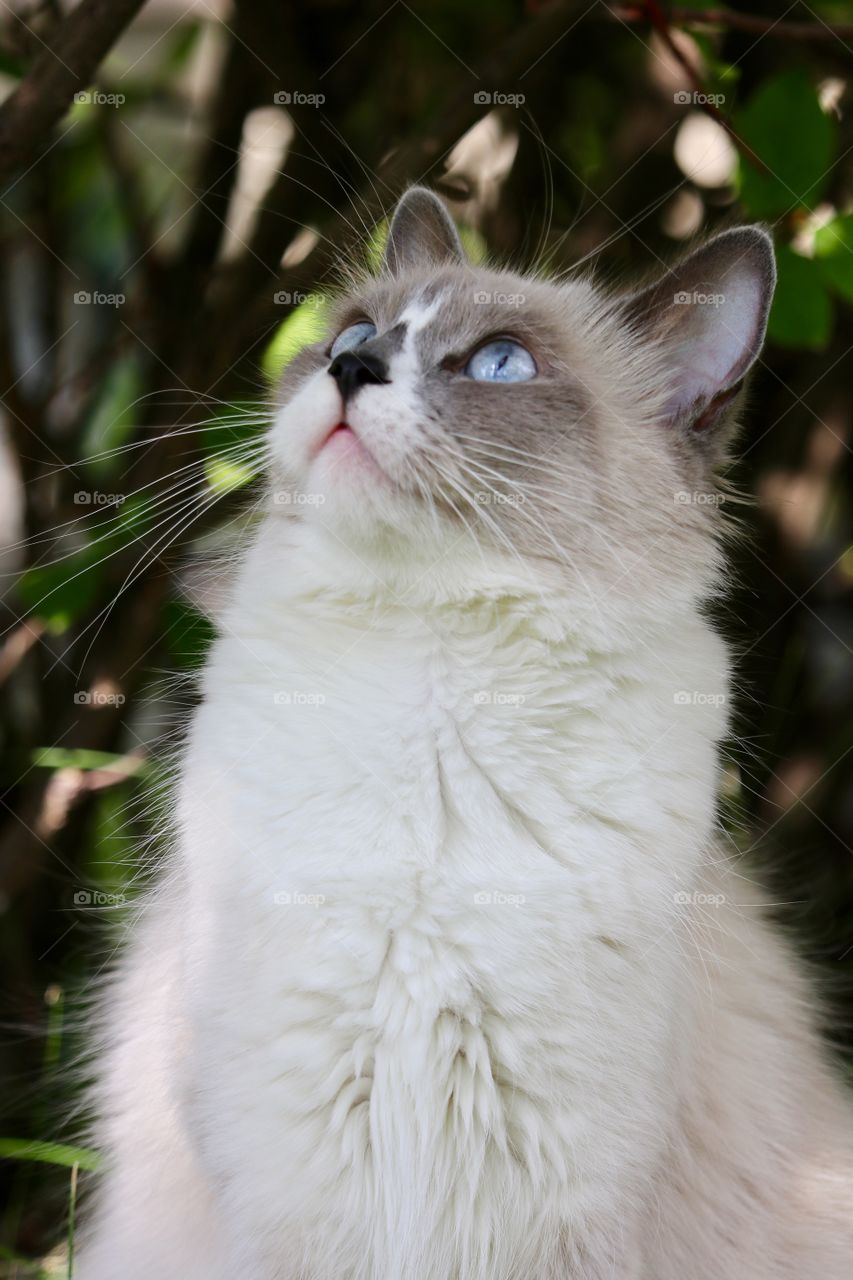 Ragdoll cat looking up tree 