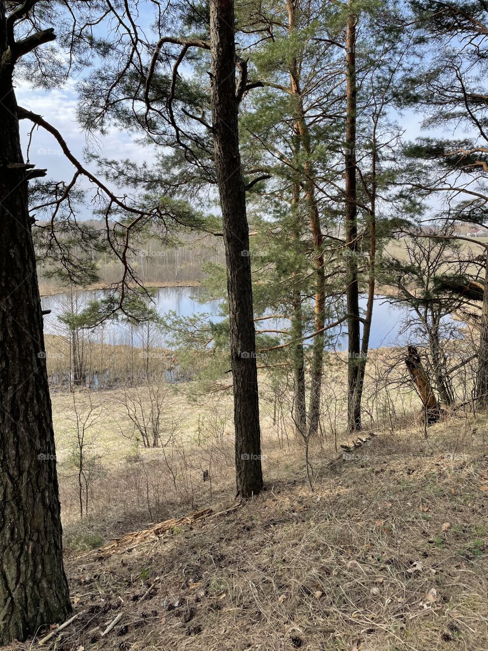 Forest, trees, lake, sky, beautiful 