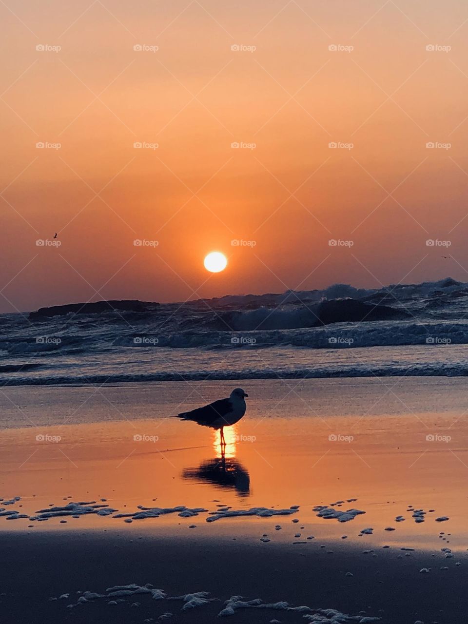 Beautiful seagull against splendid sunset at essaouira city in morocco 