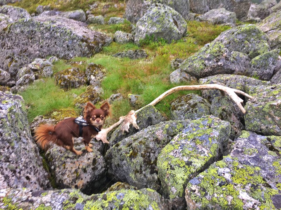 Jeg fant et reingevir!!! 

Chihuahuaer på topptur i Narvik - fjellene. 
-Small Hopes Kennel, Narvik - nordNorge. 