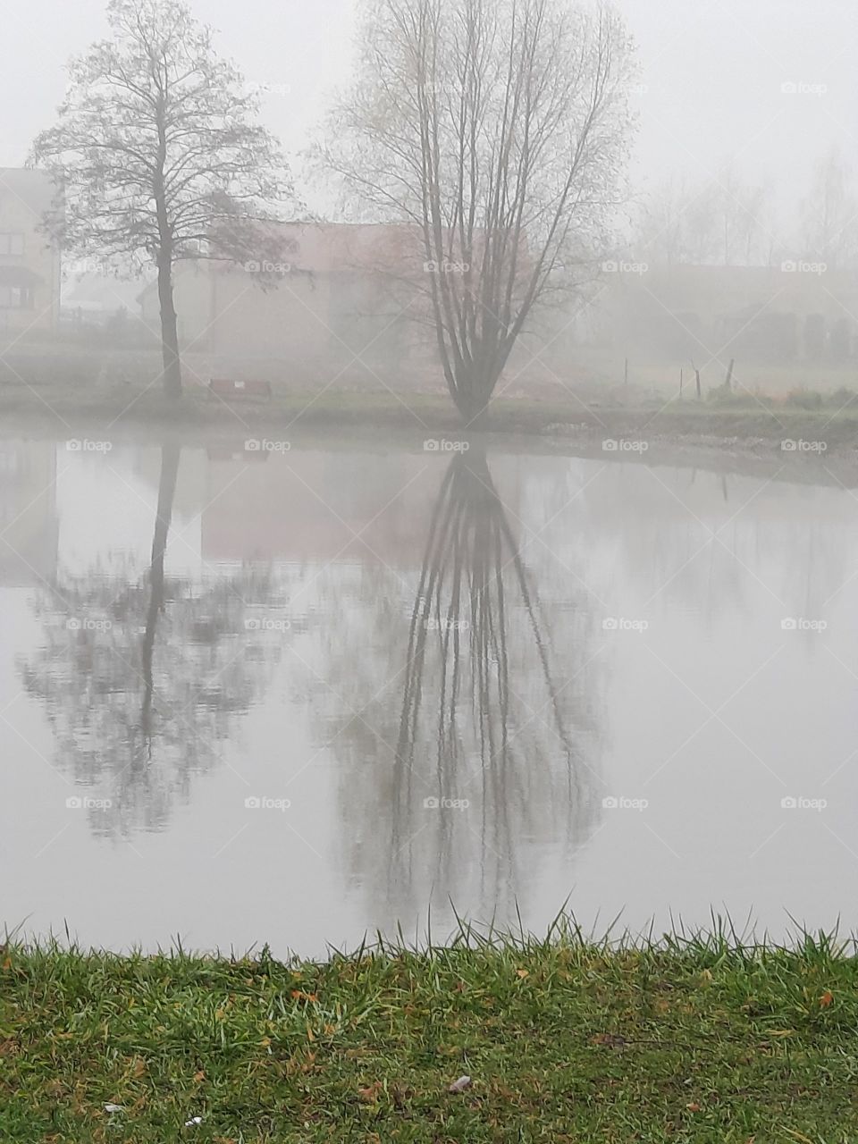 misty morning with reflection of trees in a pond