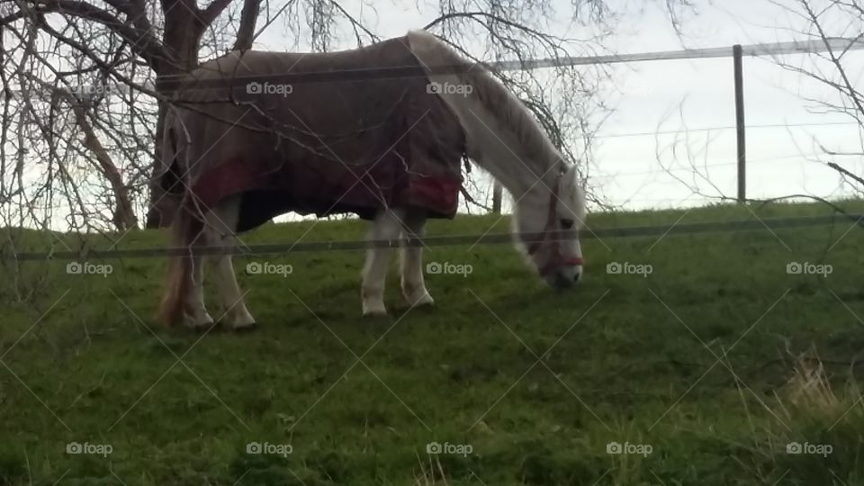 white pony grazes in the meadow