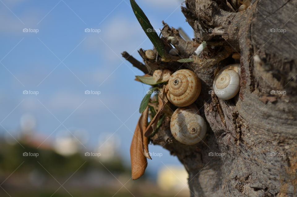 Snail on tree trunk