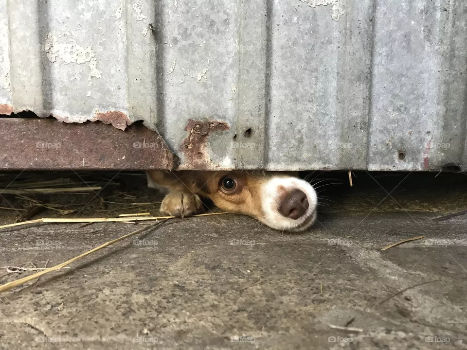 Surprise
