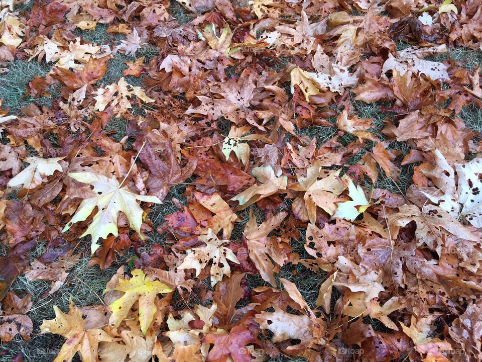 Wet fallen leaves 