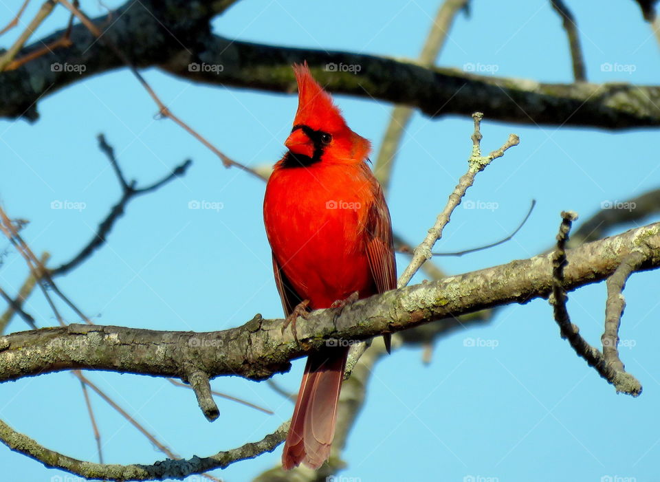 Northern cardinal perching on branch