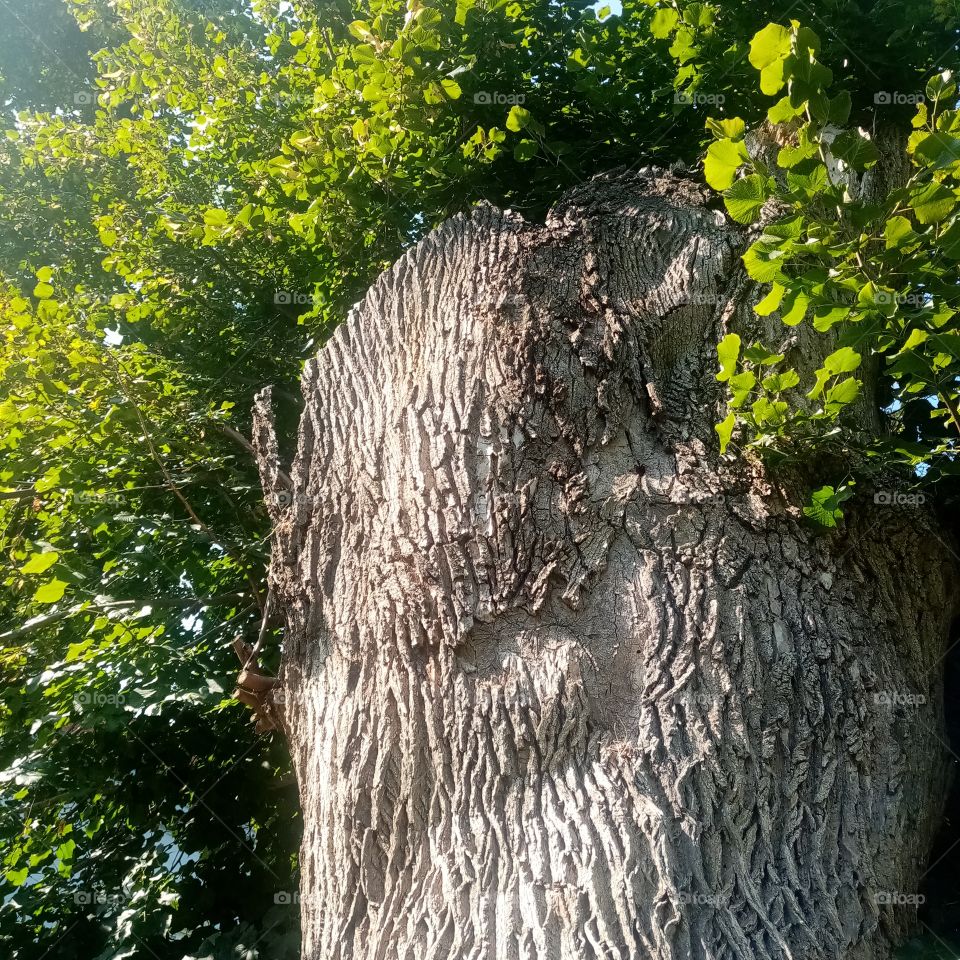 True Nature, no Filters