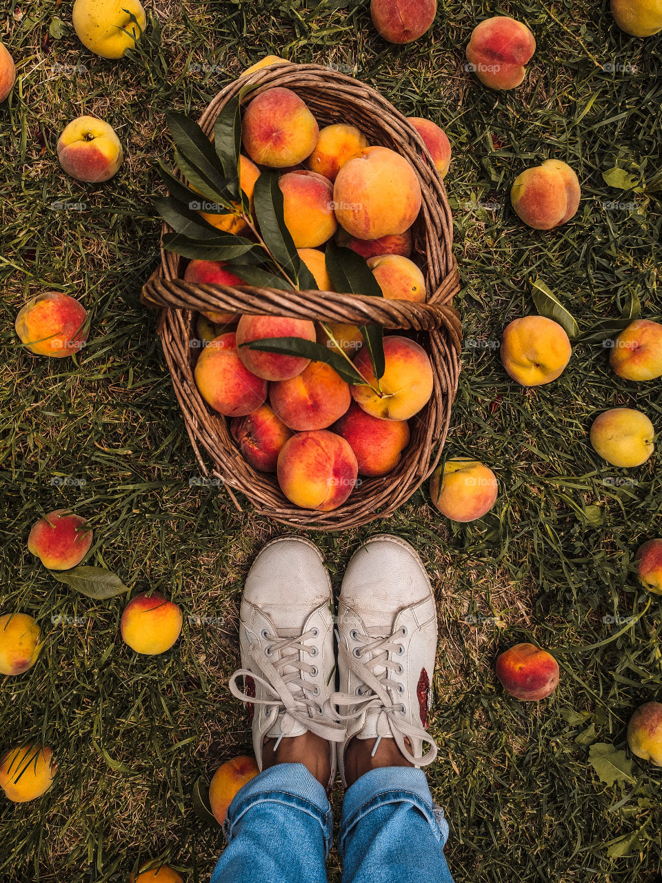 harvest of peaches in the basket and on the grass