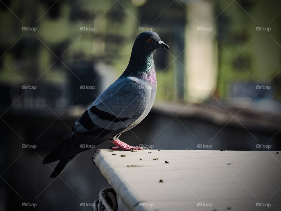 beautiful pigeon on my terace....