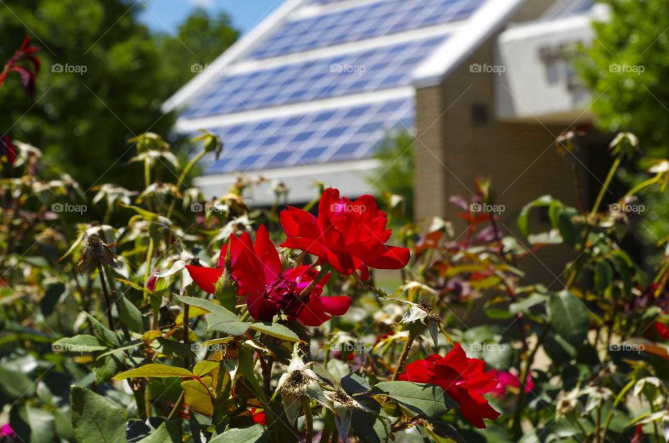 Red flowers in front of solar panels.