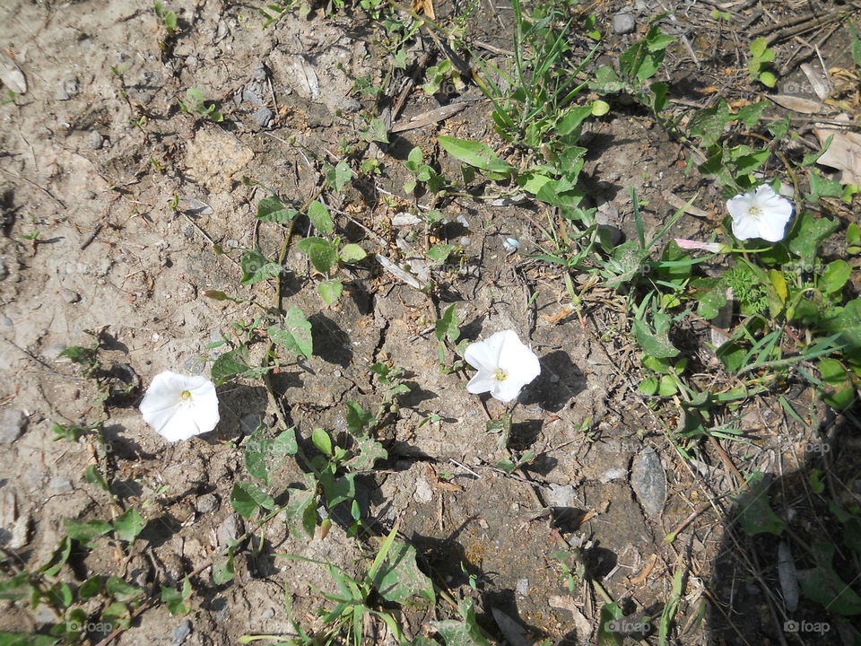 Flowers on the ground