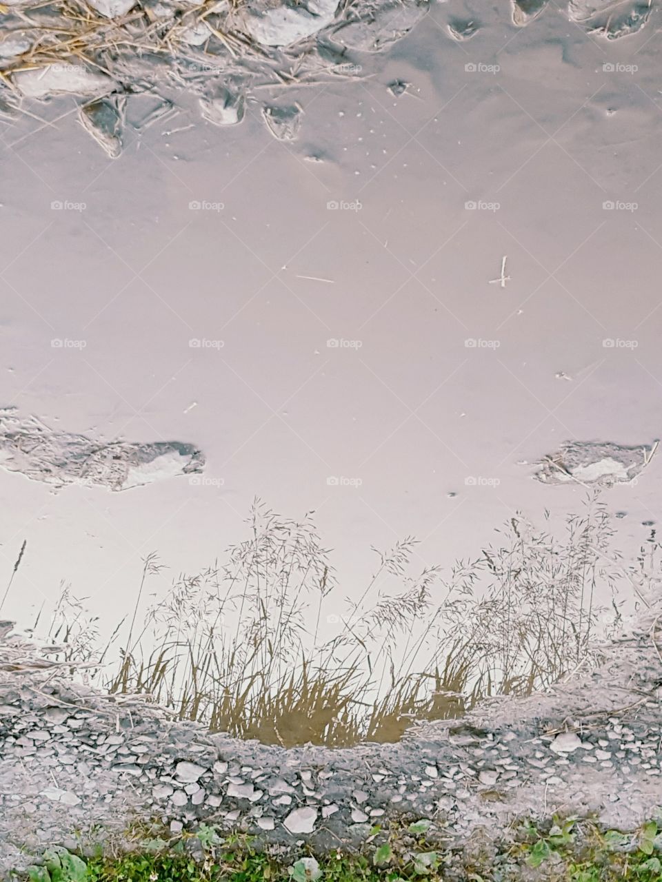 reflection In a puddle
