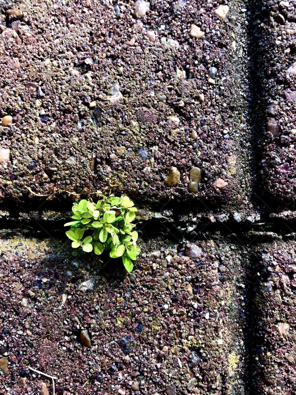 Nature!! Sweet cluster of green clover growing through the brick pavers on the path to the house. 