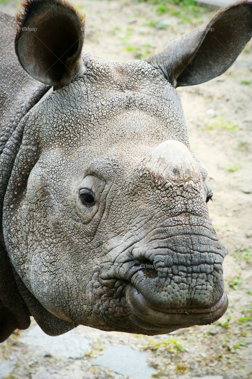 full close-up of an rhinoceros head.