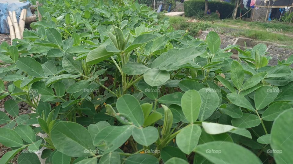 peanut leaves