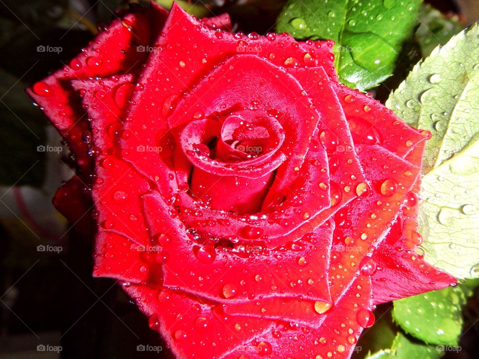 Red rose with rain drops on it. 
