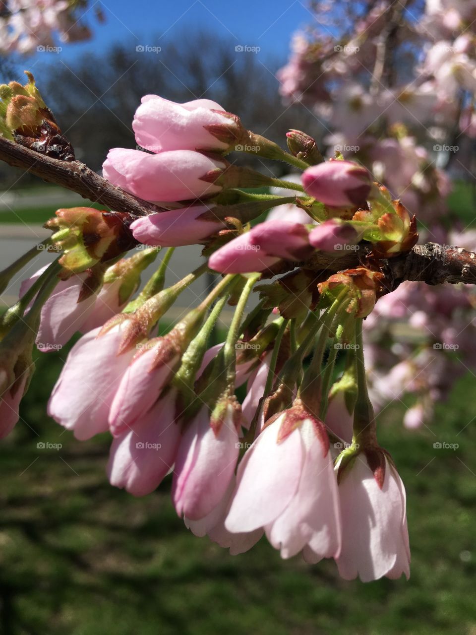 Pink blossoms in Connecticut