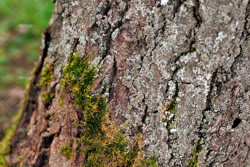 Close-up of a tree trunk