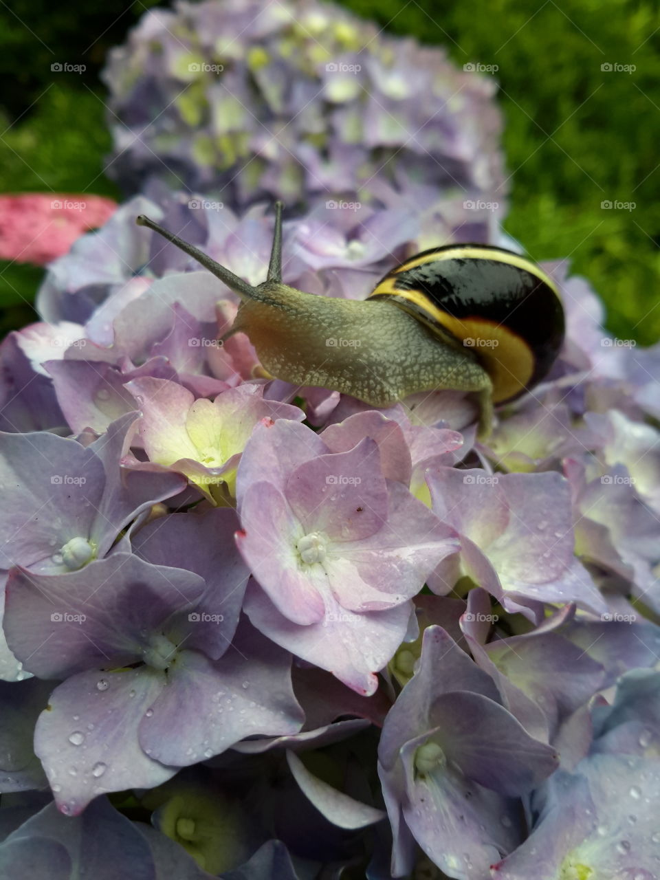 Snail on flowers after rain