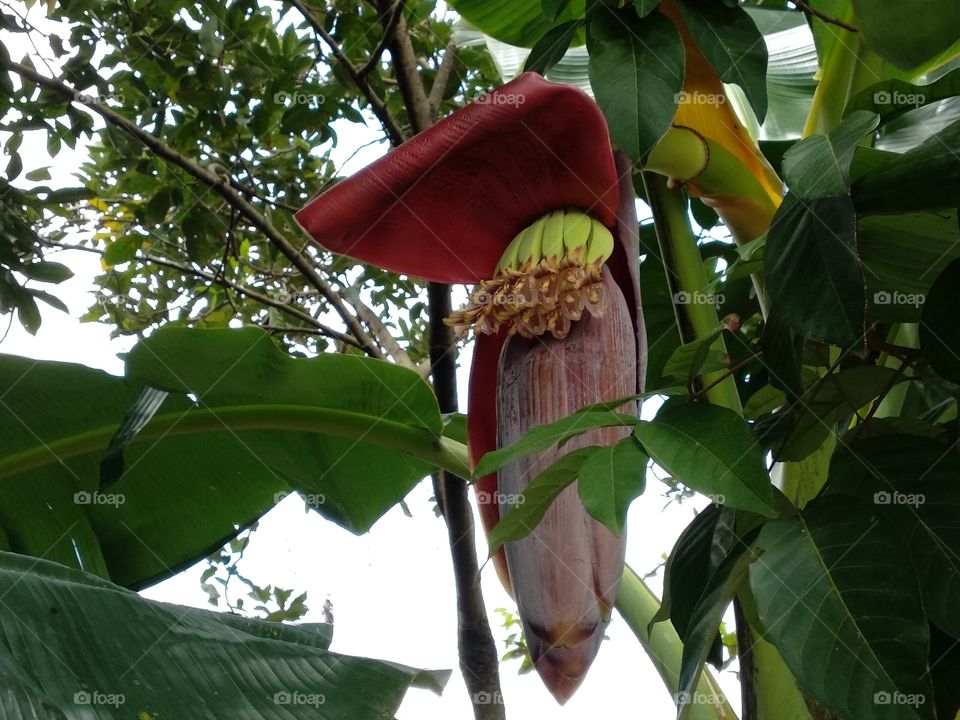 Banana Bud