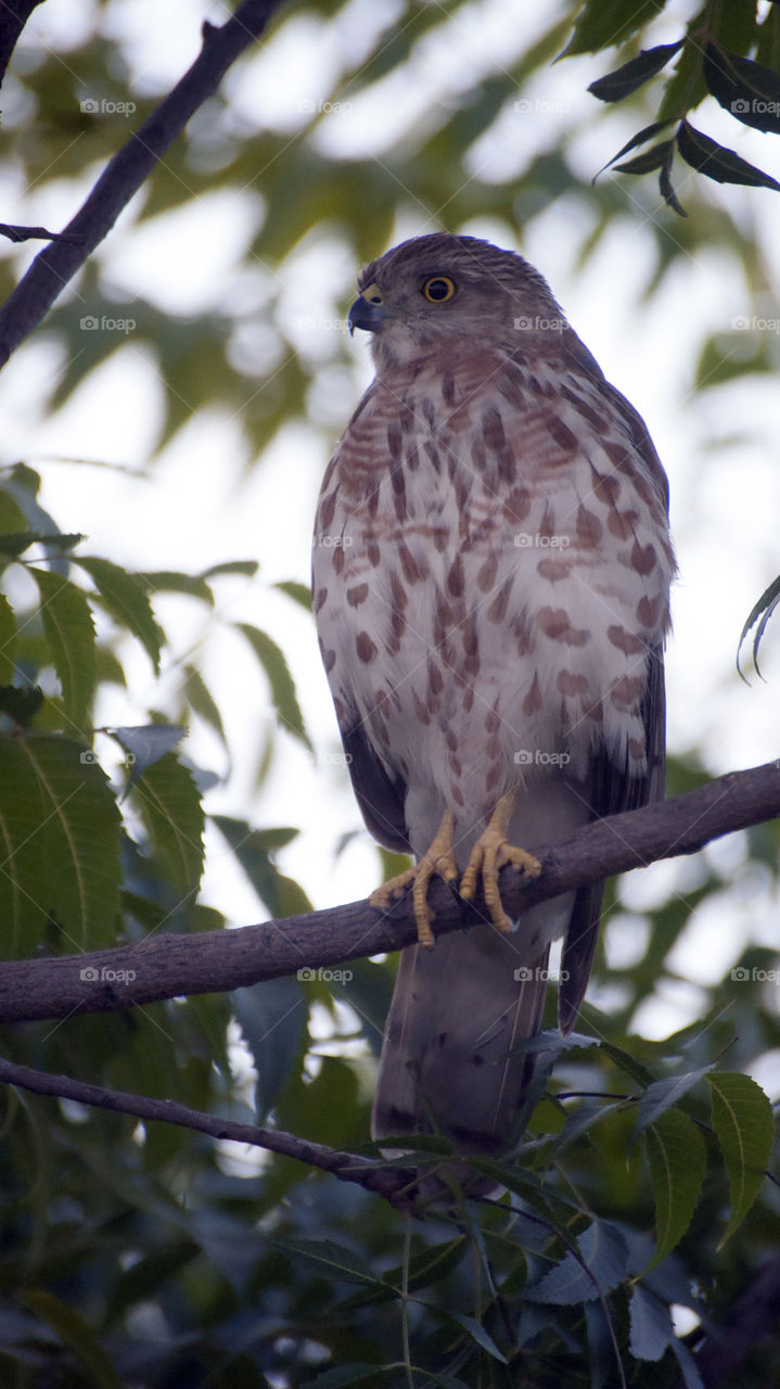 Eagles are really a beautiful surprise up close, with their textures and majestic air.