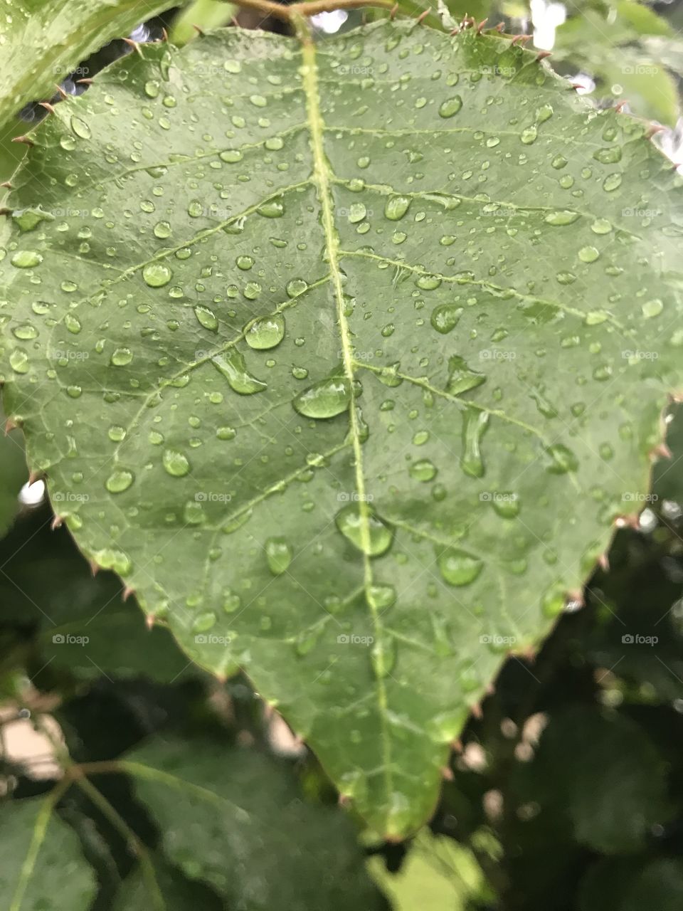 Spikes on Leaf 