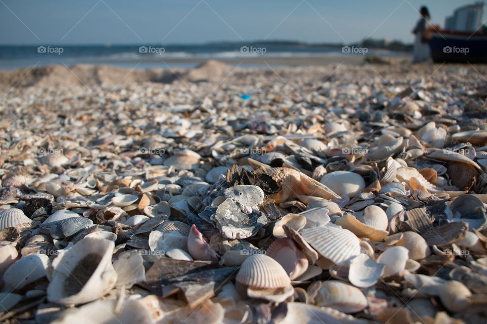 Seashells on shore at beach