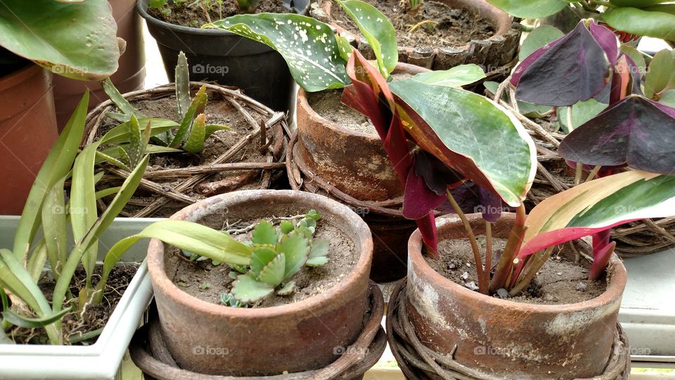 House plants in pots