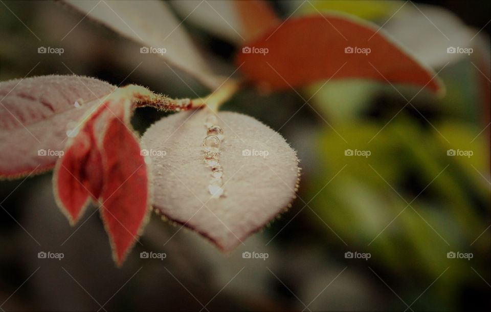 water drops on a single leaf