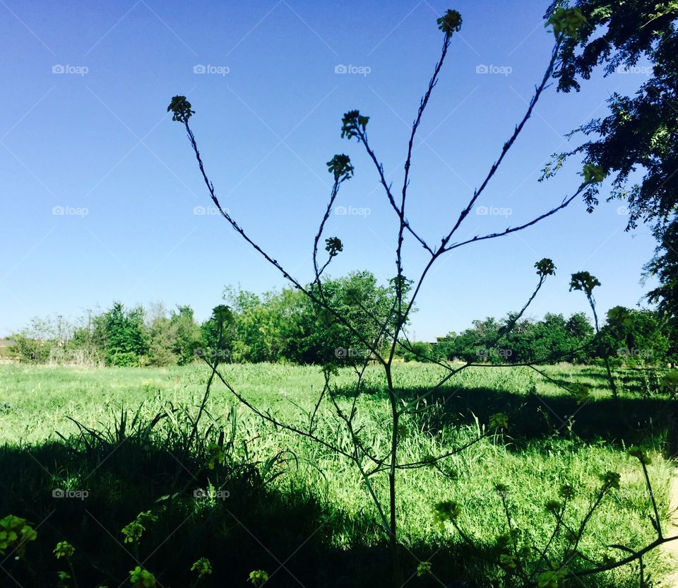 Walking in the Texas pasture