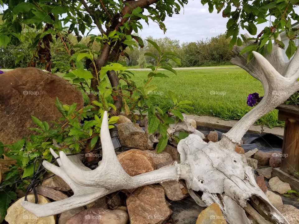 Small moose antlers with skull in the rock garden overlooking the yard through the may day tree.