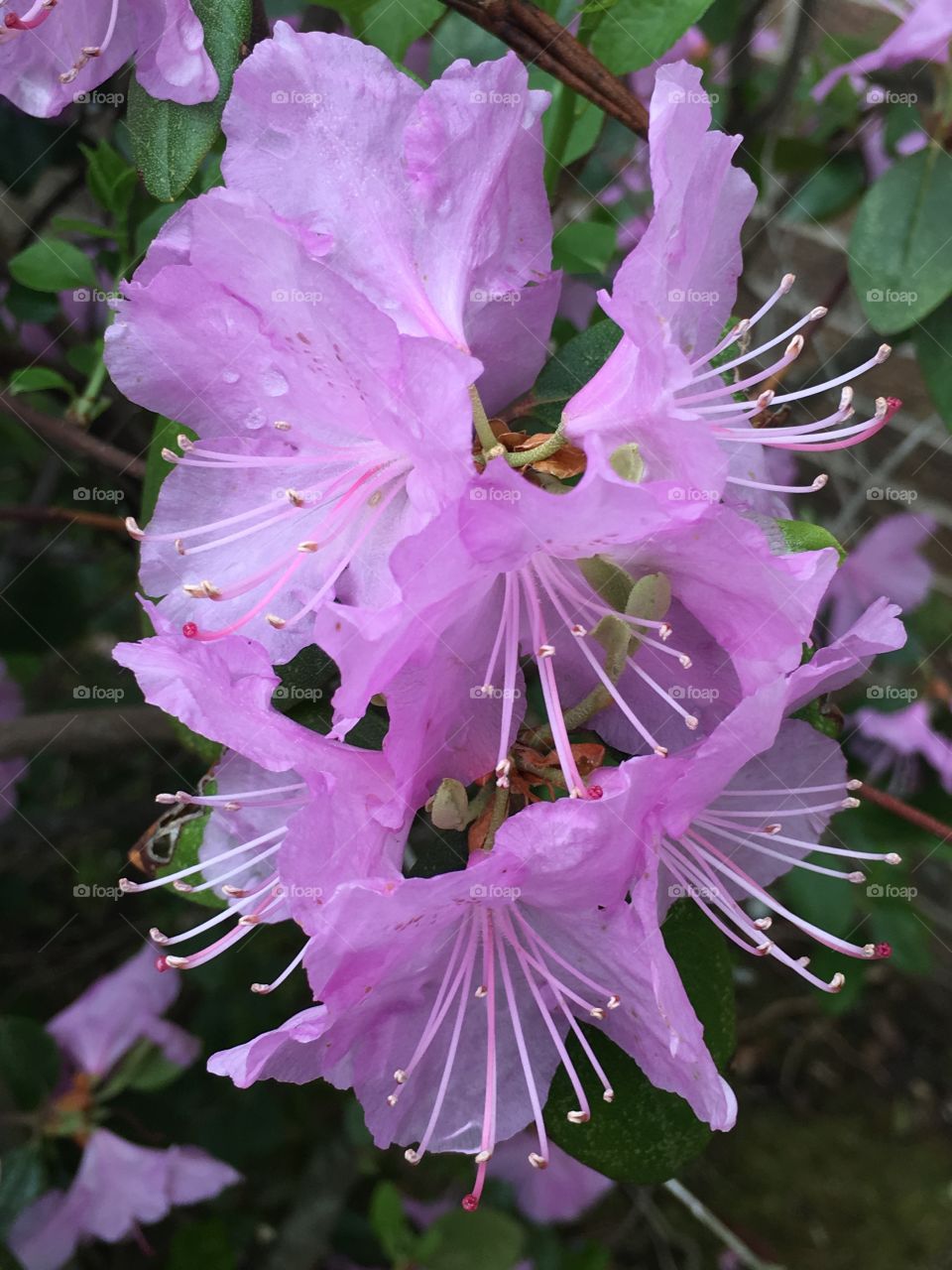 Azalea in May