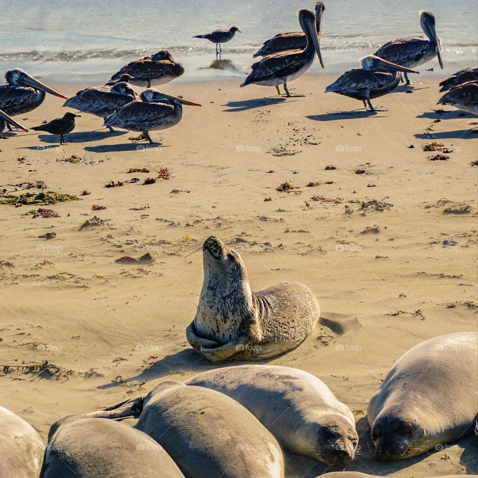 Sea lion in California