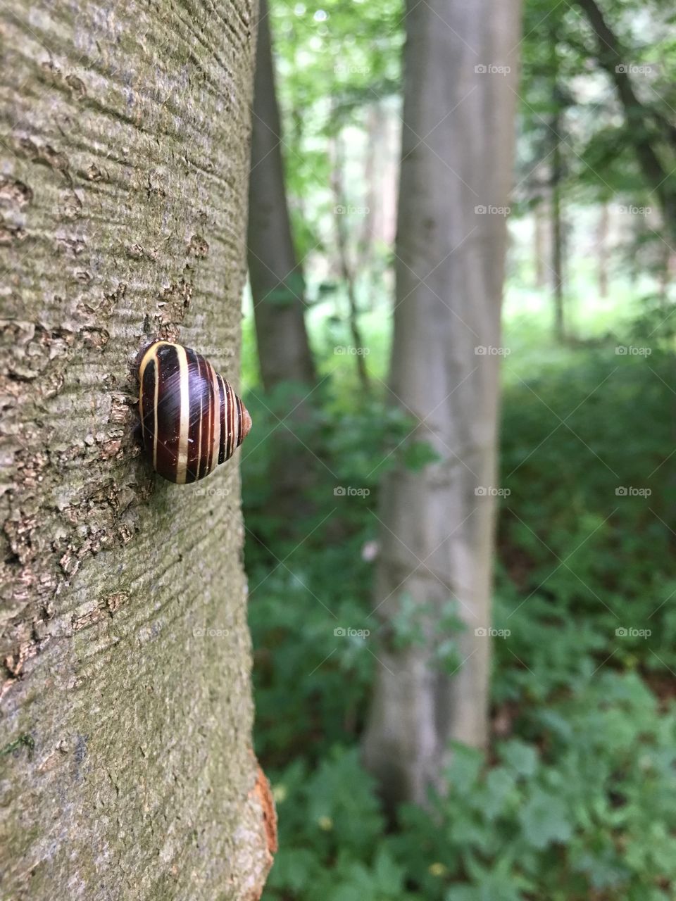 Snails on trees