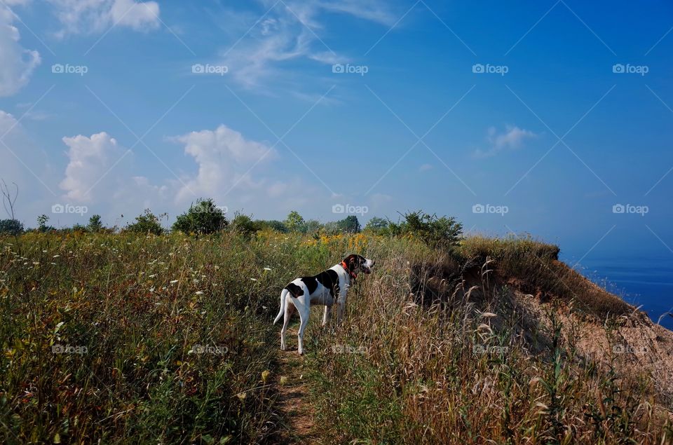 Hiking with Marley