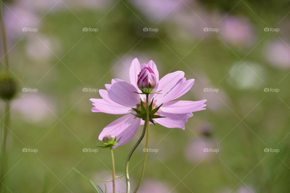 GARDEN COSMOS