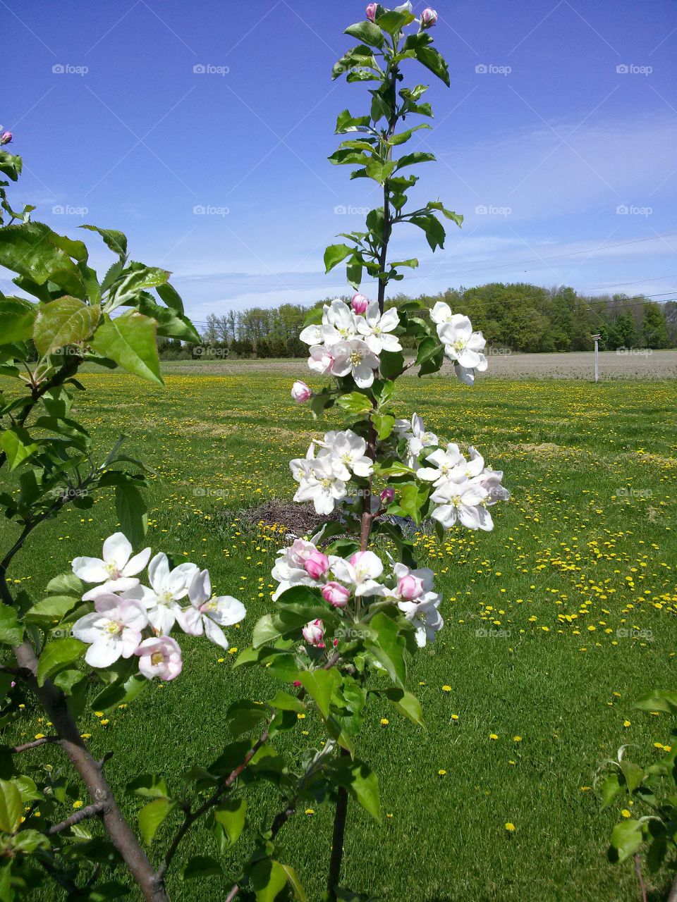 country apple blossoms. This is a picture of the blossoms of an apple tree we planted in Ohio in the country.