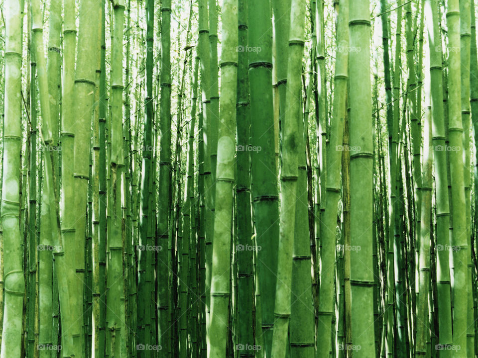 Amazing Bamboo Wallpapers