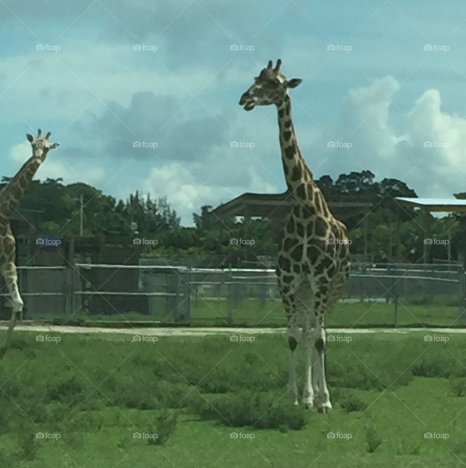 Beautiful giraffe tall long long neck 