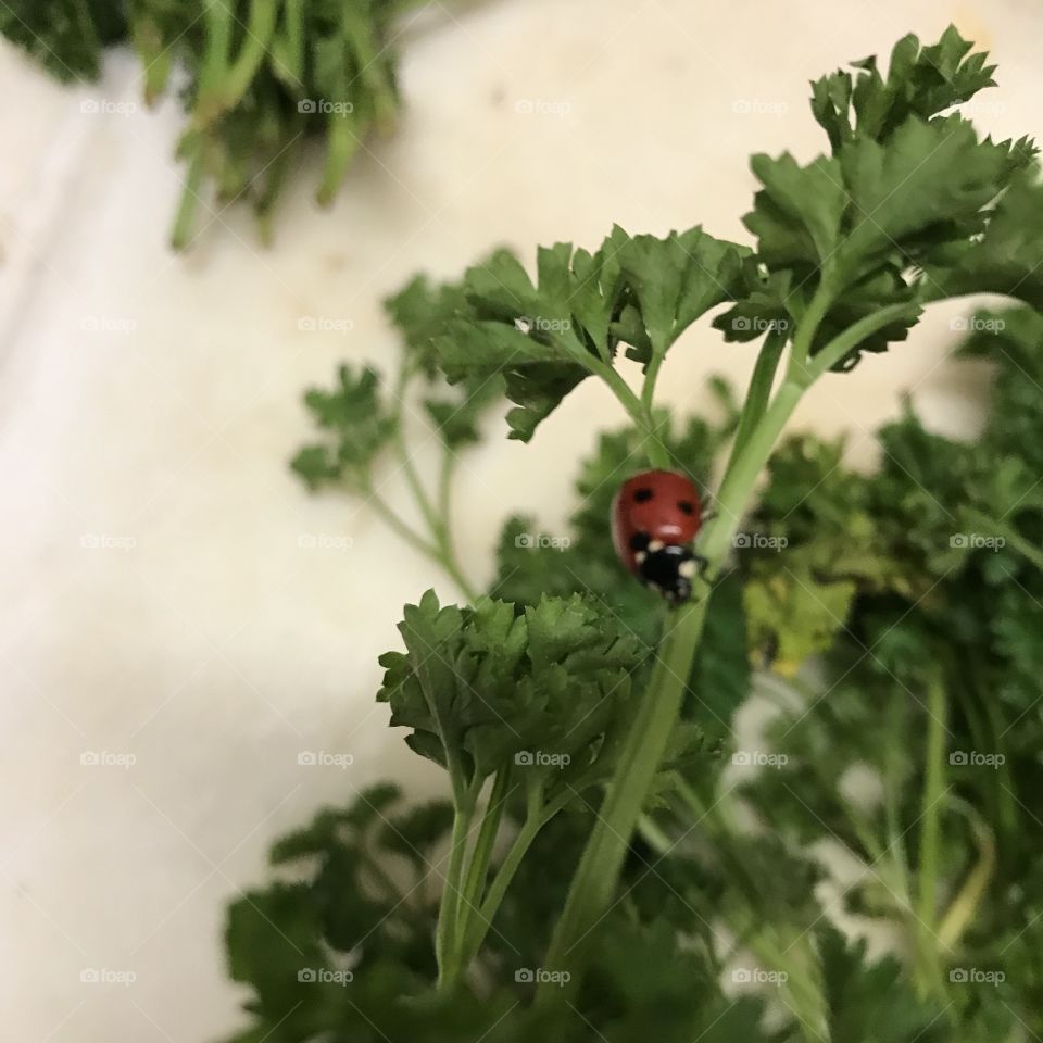 Ladybug on parsley