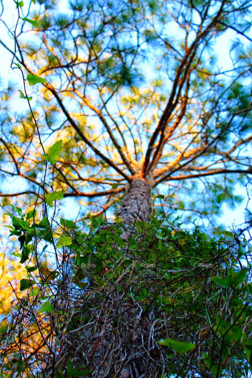 Low angle view of tree