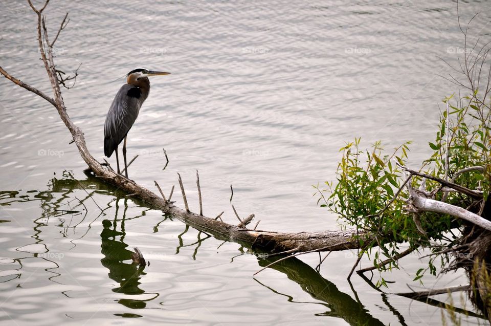 Herron bird