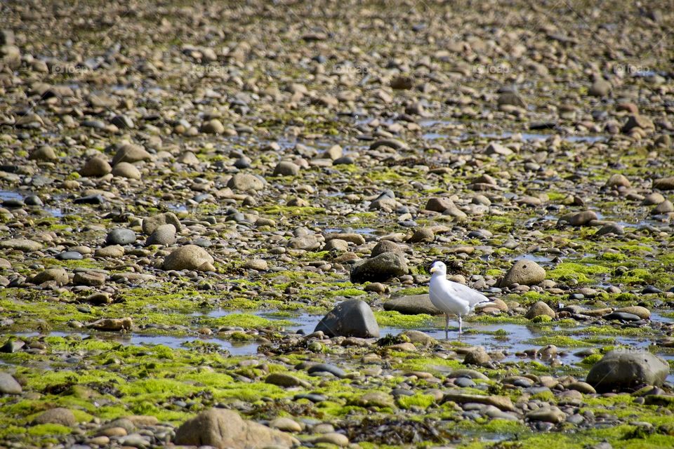 view of the beach in brittany