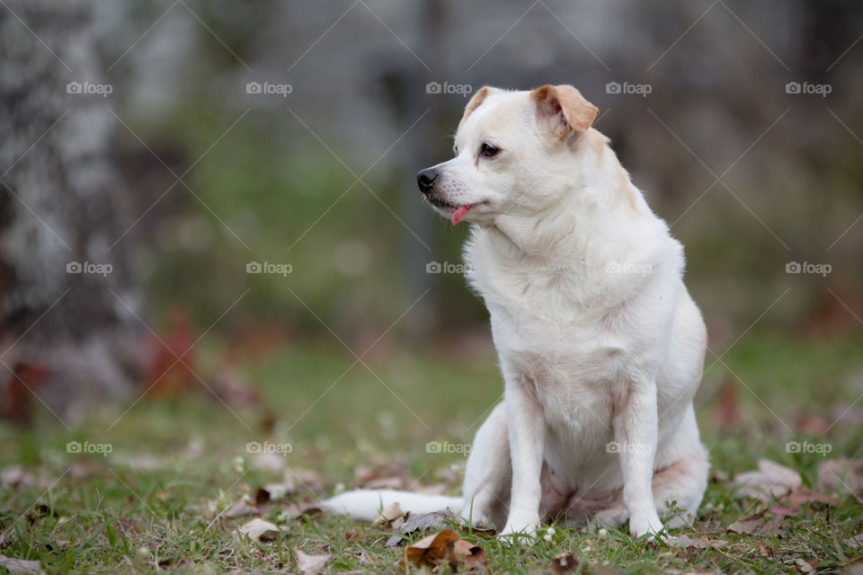 Cream and white Chihuahua with red leaf