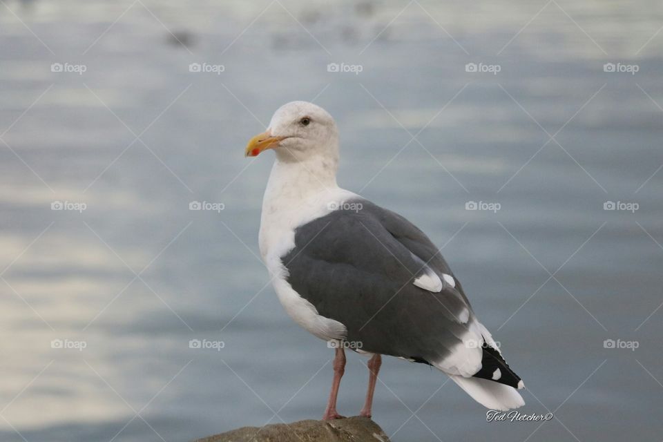 seagull