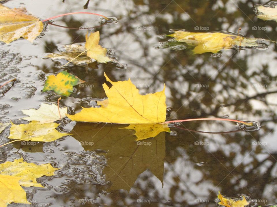 Autumn leaf fall