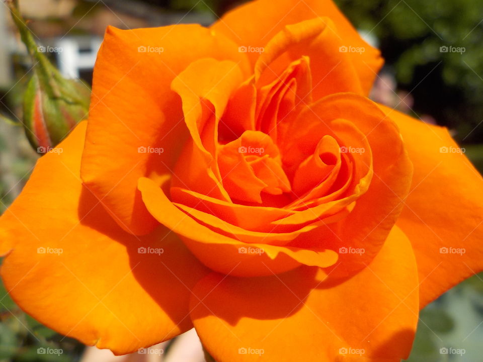 Orange rose blooming outdoor